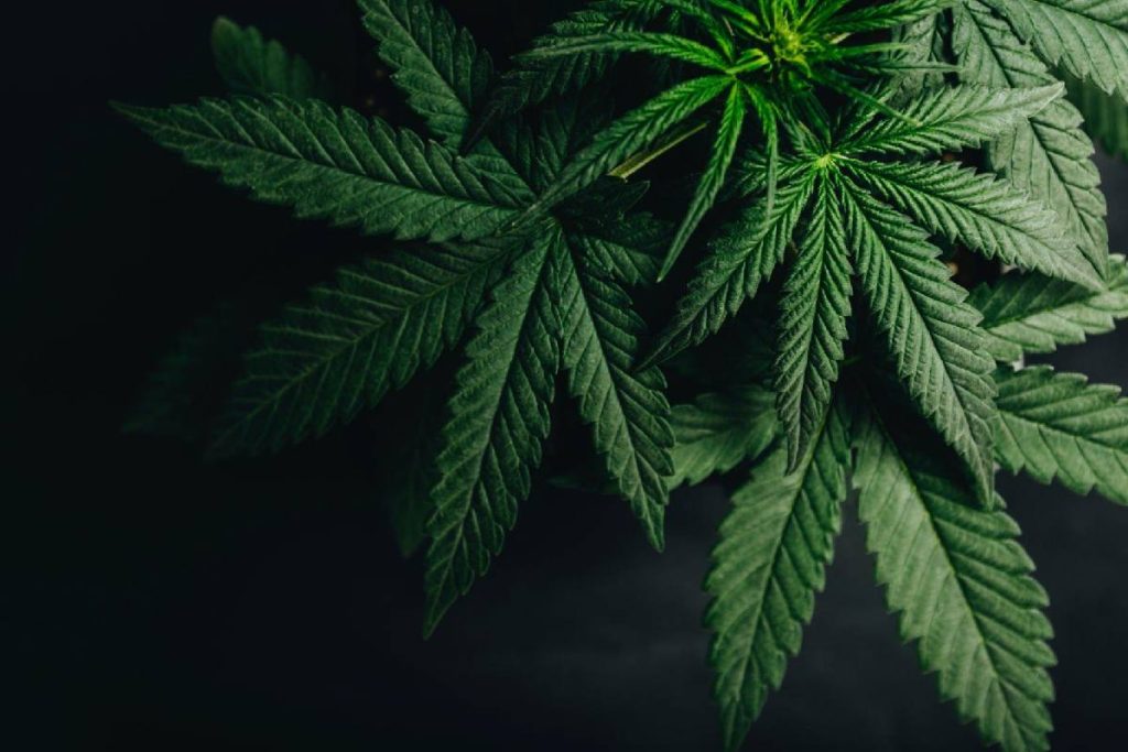 The Impact of Cannabis on Women's Health_ Understanding the Pros and Cons