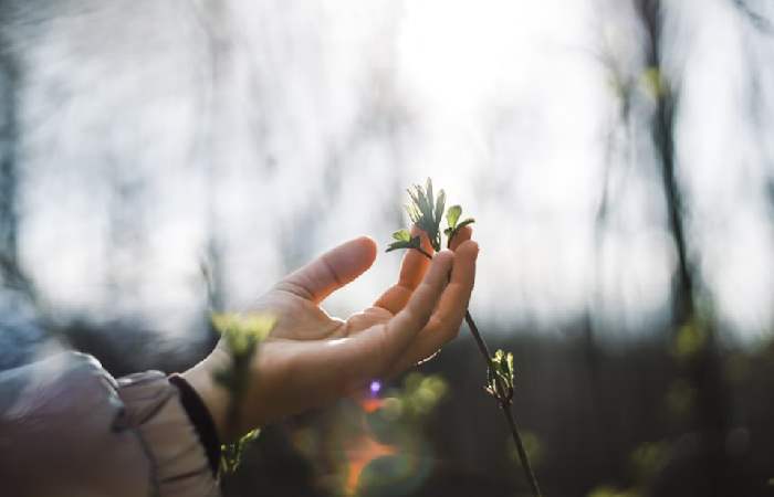 Nature-Focused Therapies Redefine Rehabilitation (1)